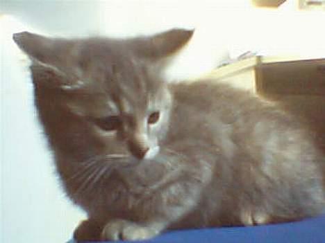 Huskat Bianca - jeg HADER det kamera billede 8