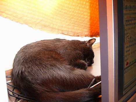 Blanding af racer bølle ( rendt væg ) :-(( billede 12