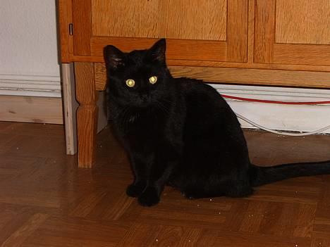 Blanding af racer bølle ( rendt væg ) :-(( billede 13