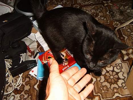 Blanding af racer bølle ( rendt væg ) :-(( billede 14