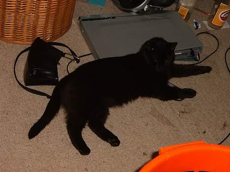 Blanding af racer bølle ( rendt væg ) :-(( billede 15