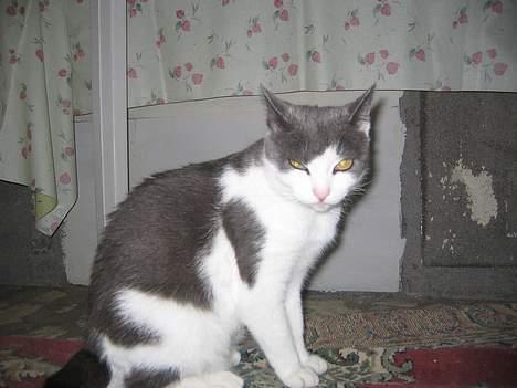 Blanding af racer Mis<3 - her er jeg og jeg er smuk billede 7