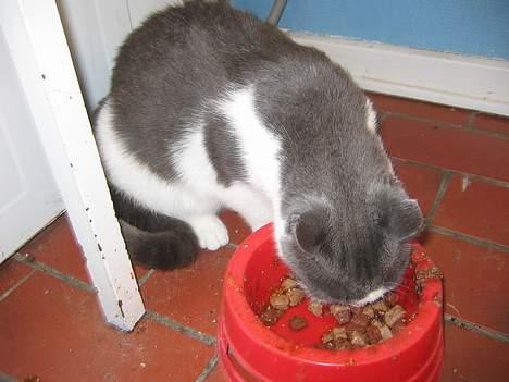 Blanding af racer Mis<3 - JaaaH..MAD!! billede 8