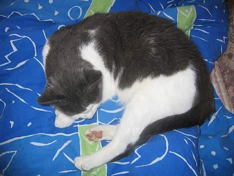 Blanding af racer Mis<3 - zzzzzzzzz...... billede 9