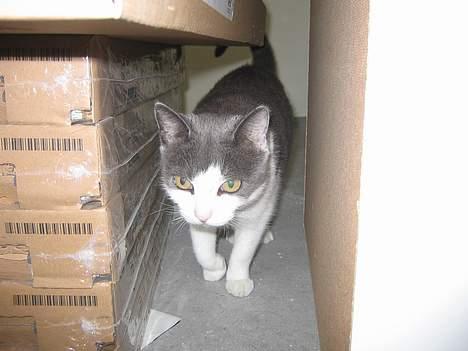 Blanding af racer Mis<3 - jeg gemmer miigg..HeeH billede 10