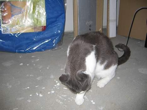 Blanding af racer Mis<3 - neej..hvor bliver jeg fin billede 11