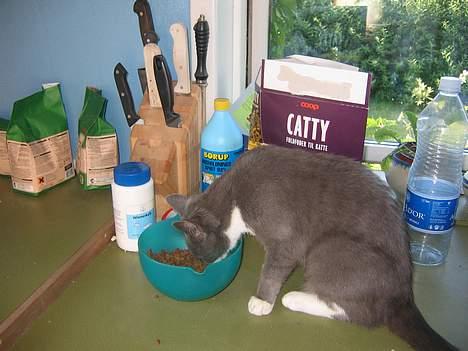 Blanding af racer Freja - mad!! billede 8