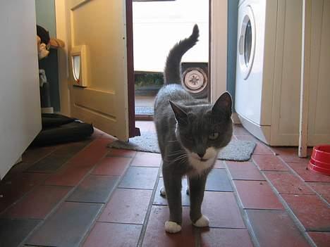 Blanding af racer Freja - jaaH..her kommer jeg så billede 9