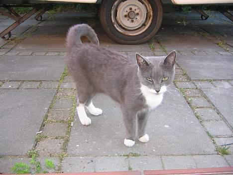 Blanding af racer Freja - hva laver du..?!! billede 10