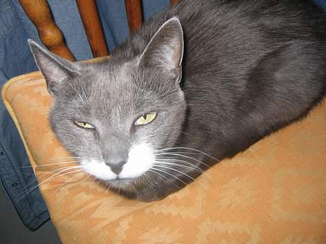 Blanding af racer Freja - pas på jeg ik ÆDER DIIG!!!!!!! billede 11