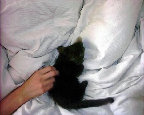 Huskat Thorkild  - Et billede af min super dejlige Engel.. billede 1