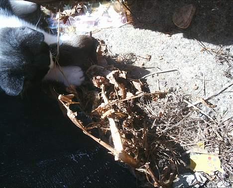 Blanding af racer kisling (død) - mig som killing her har jeg fået en mus af min mor den er meget sjov at lege med billede 15