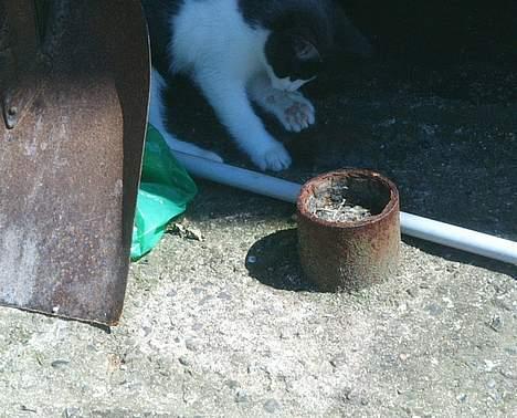 Blanding af racer kisling (død) - mig som killing min første mus billede 16