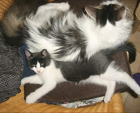 Blanding af racer kisling (død) - mig som killing billede 17