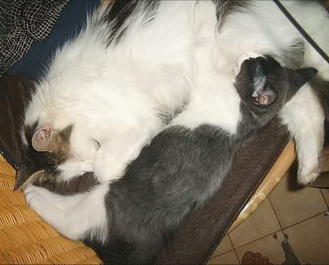 Blanding af racer kisling (død) - mig som killing billede 18