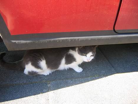 Blanding af racer Mis<3 - øvv.. du fandt miig..øvøv  billede 12