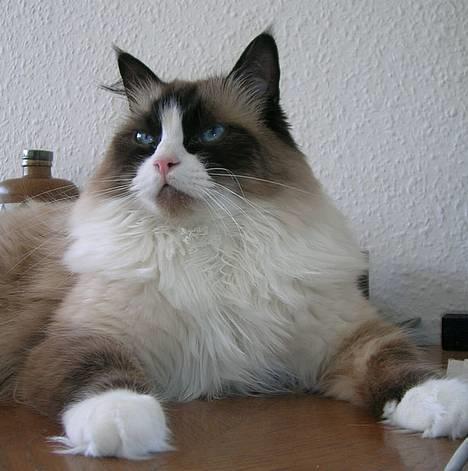 Ragdoll Aslan - Aslan - min egen konge af Narnia =) billede 1