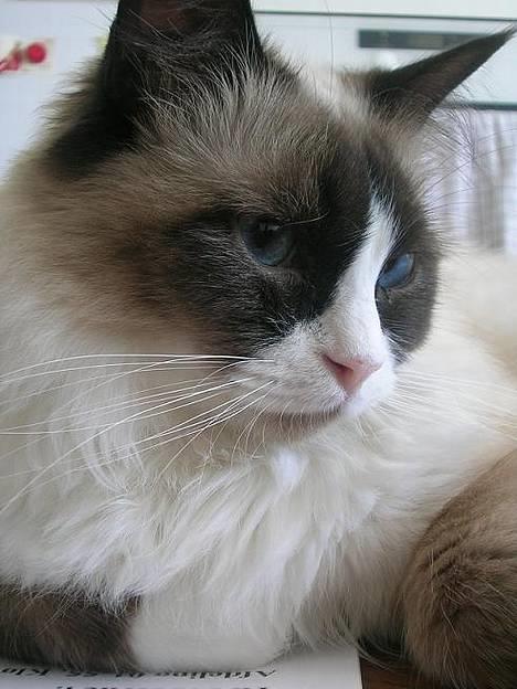 Ragdoll Aslan billede 4