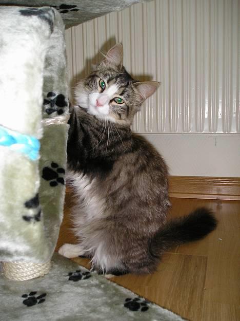 Blanding af racer Giz miz - Lad os væse vores klør.... (7 juli 05) billede 7