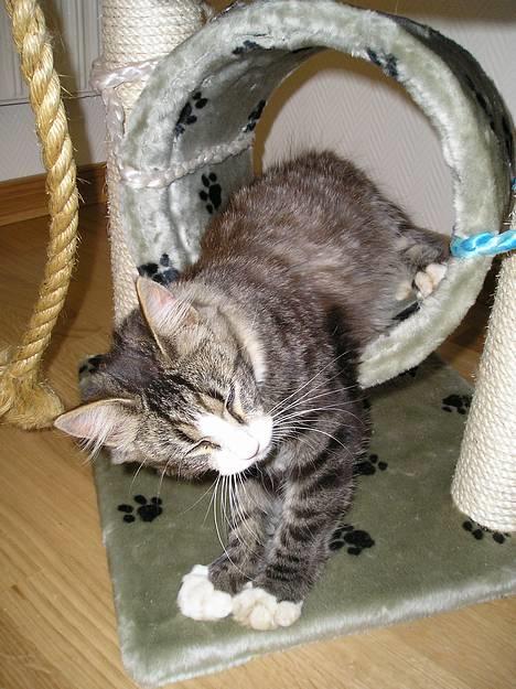 Blanding af racer Giz miz - SmiiL!!! Hehe, hvordan han kan ligge sådan... :D (7 juli 05) billede 8