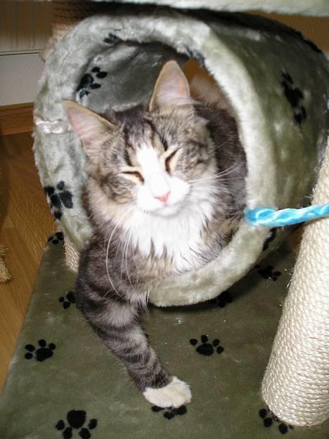 Blanding af racer Giz miz - Ja det gjorde det jo ikke bedre! (7 juli 05) billede 9