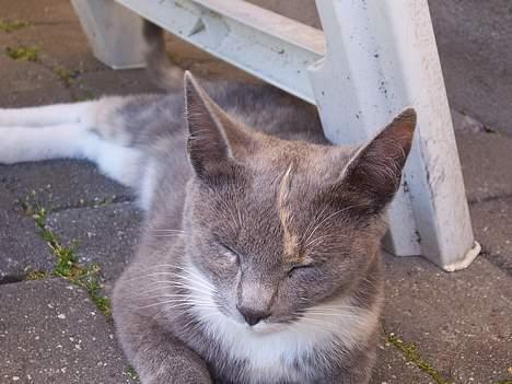 Huskat Gizmo - Sove og slappe af i varmen. billede 7