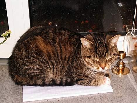 Blanding af racer Pelle billede 2