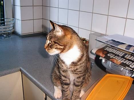 Blanding af racer Pelle billede 3