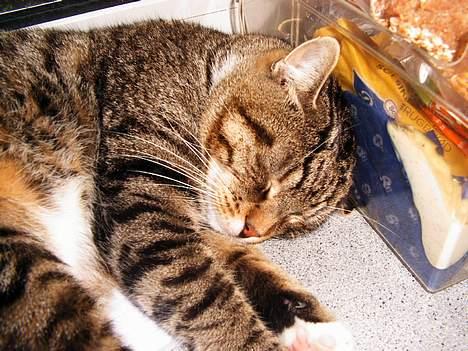 Blanding af racer Pelle billede 4