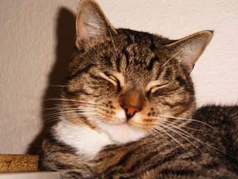 Blanding af racer Pelle billede 5