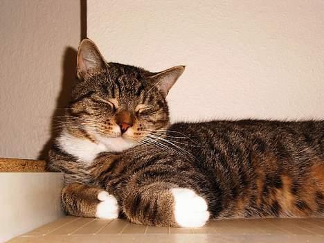 Blanding af racer Pelle billede 6