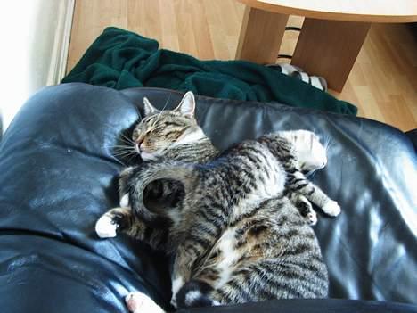 Blanding af racer Pelle billede 7