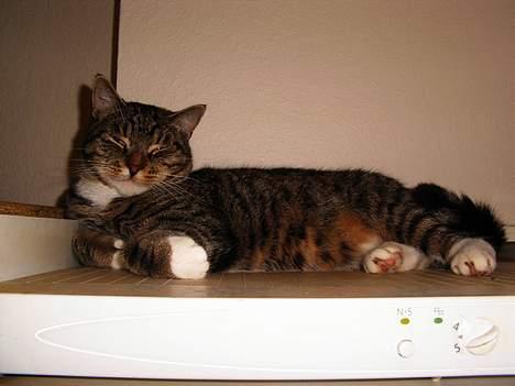 Blanding af racer Pelle billede 8