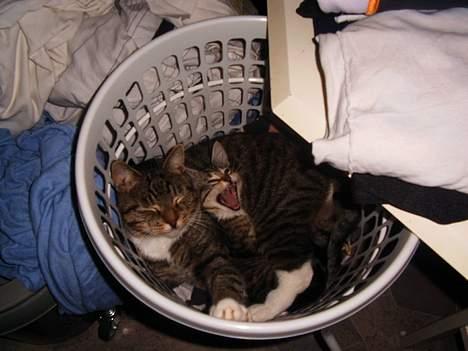 Blanding af racer Pelle billede 9