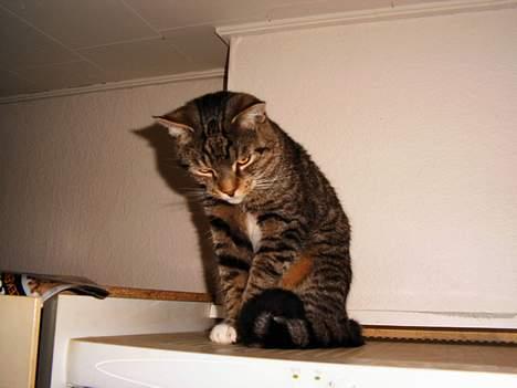 Blanding af racer Pelle billede 10