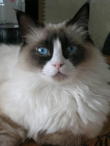 Ragdoll Aslan - Jeg bestemmer her! :) billede 6