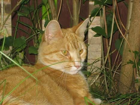 Blanding af racer Victor - Der var noget spændende man lige måtte kigge på! billede 8