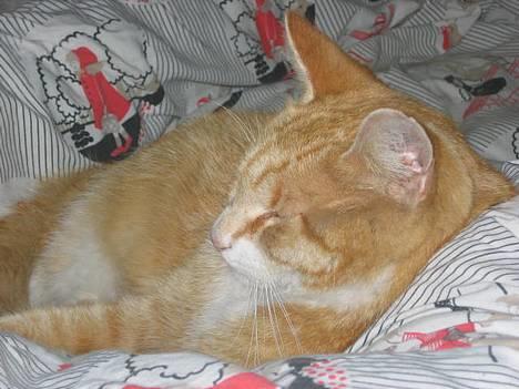 Blanding af racer Victor - en lille træt fyr... billede 9