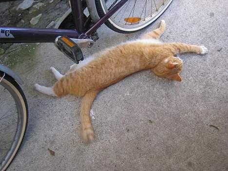 Blanding af racer Victor - se; SÅ lang er jeg! billede 10