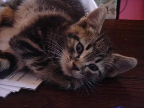 Huskat Marvin *DØD* - er jeg ikke nuttet? *nyt* billede 3