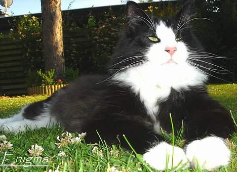 Norsk Skovkat Enigma{Forsvundet} - Enigma. billede 11