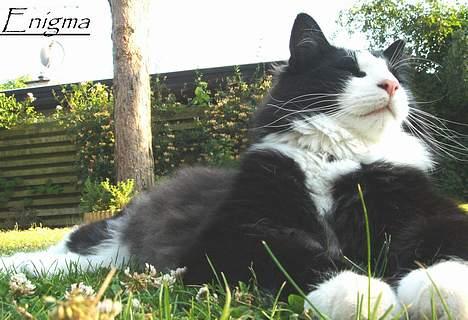 Norsk Skovkat Enigma{Forsvundet} - Enigma billede 12