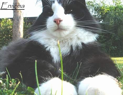 Norsk Skovkat Enigma{Forsvundet} - Enigma.. billede 13