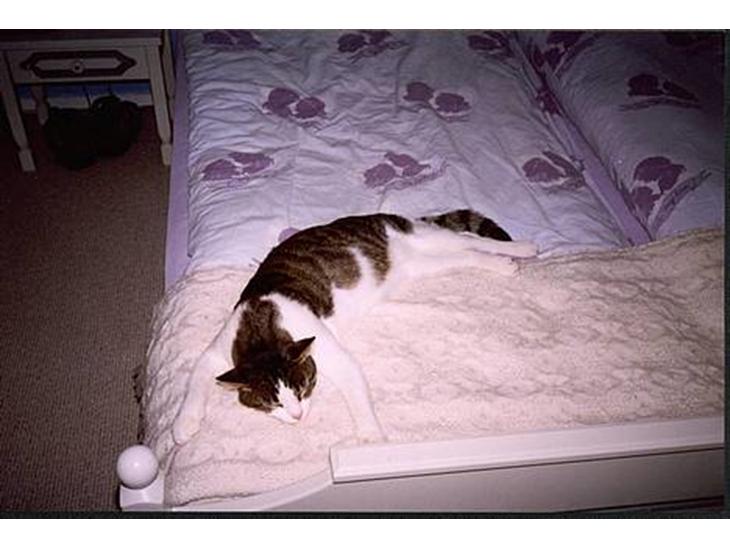 {{currentPhoto.altText}} billede {{currentPhoto.number}}