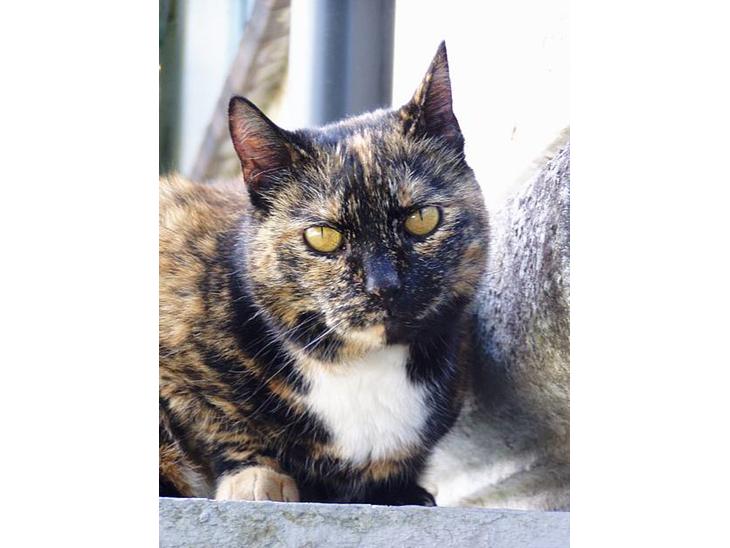 {{currentPhoto.altText}} billede {{currentPhoto.number}}