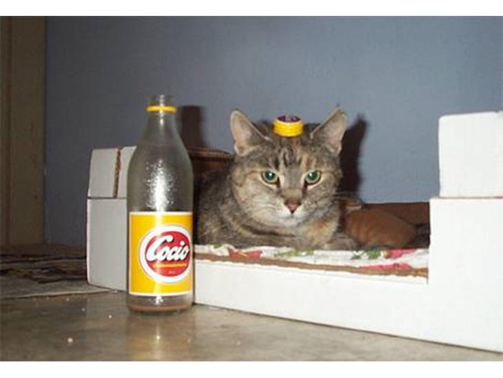 Blanding af racer Nenya - Lille Cocio kat :) billede 1