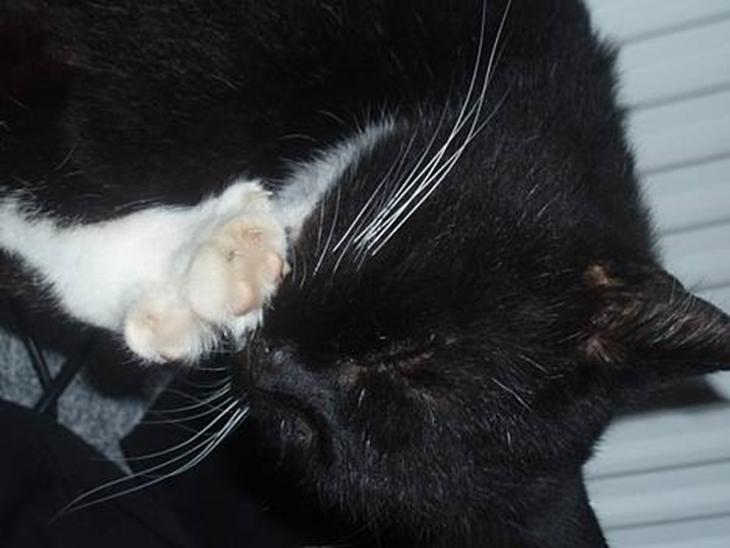 {{currentPhoto.altText}} billede {{currentPhoto.number}}