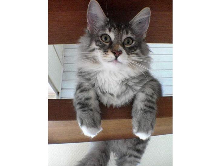 {{currentPhoto.altText}} billede {{currentPhoto.number}}