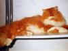Perser Garfield *RIP* 