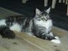 Maine Coon Mickey